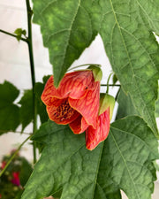 Abutilon – Color y alegría todo el año en tu jardín